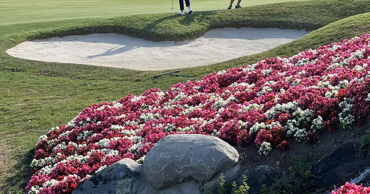 Sådan virker live scoring i golf
